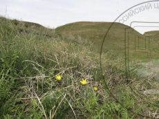 Tulipa-biebersteiniana_Кубань_стация